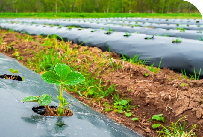 qualitaet-nachhaltigkeit_plastik-schutz-fuer-setzlinge-auf-feld Seedlings are protected with perforated, black plastic sheeting on a field.